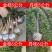 金桂桂花树大树庭院树绿化工程大型八月桂浓香型原生室外开花