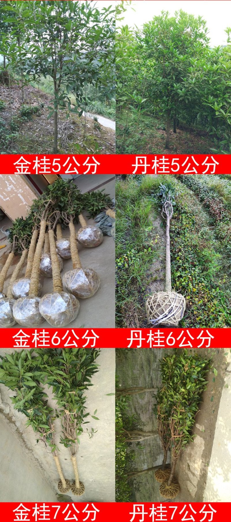 金桂桂花树大树庭院树绿化工程大型八月桂浓香型原生室外开花