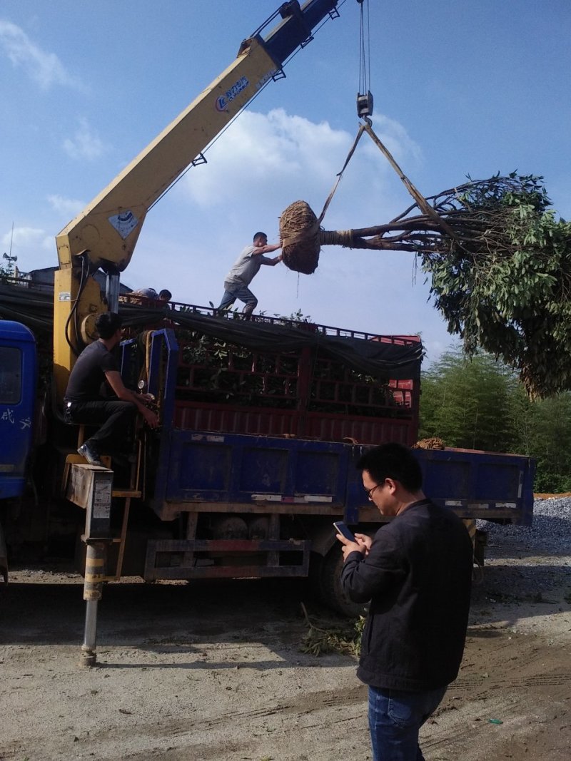 金桂桂花树大树庭院树绿化工程大型八月桂浓香型原生室外开花