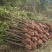 金桂桂花树大树庭院树绿化工程大型八月桂浓香型原生室外开花