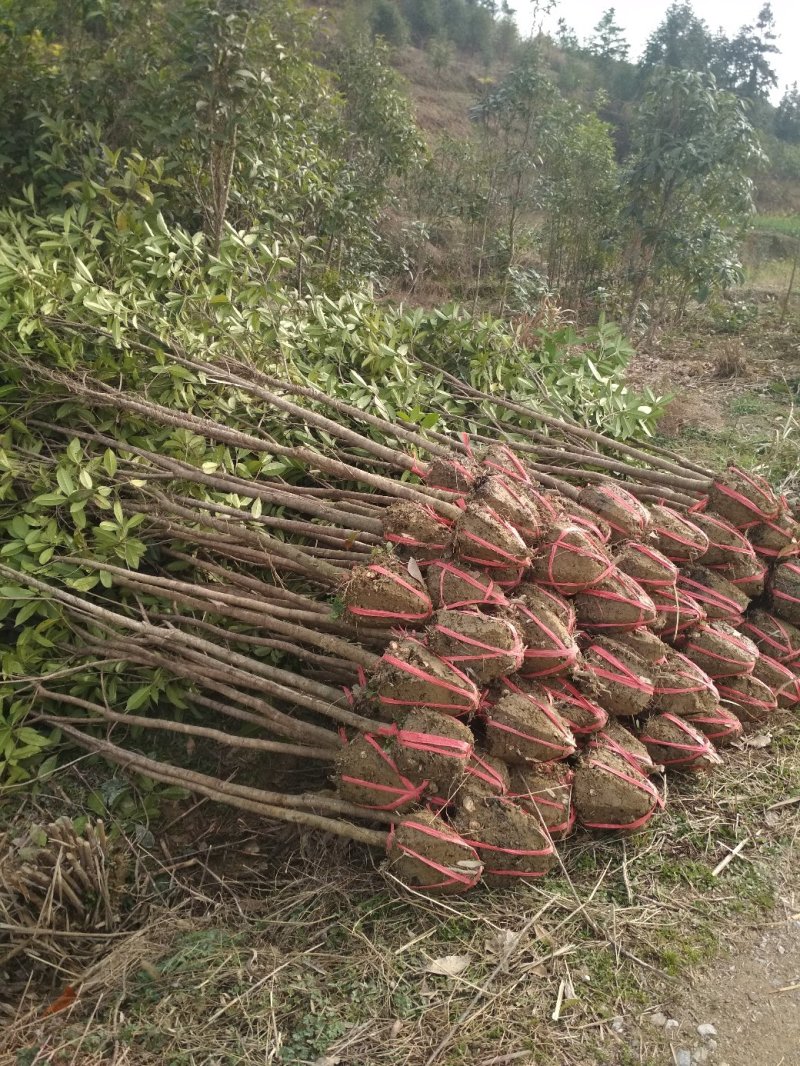 金桂桂花树大树庭院树绿化工程大型八月桂浓香型原生室外开花