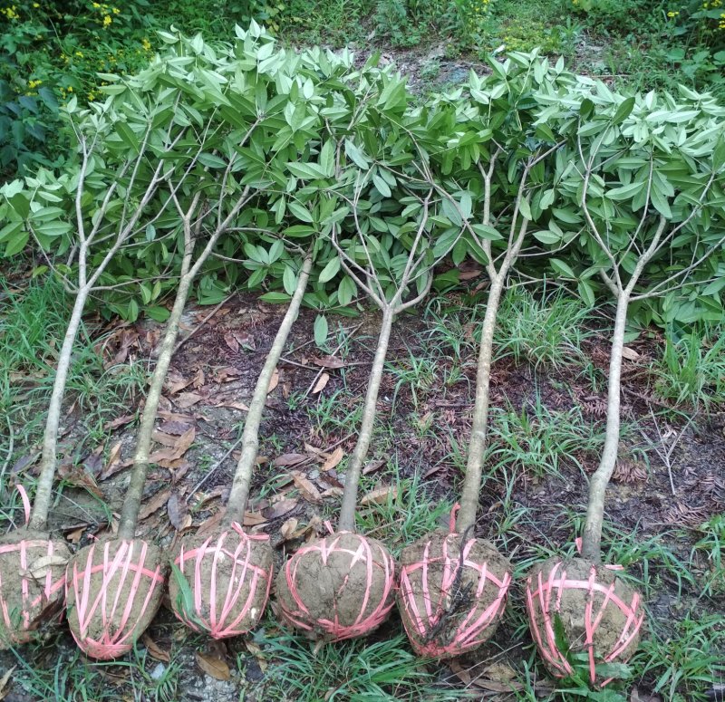 金桂桂花树大树庭院树绿化工程大型八月桂浓香型原生室外开花