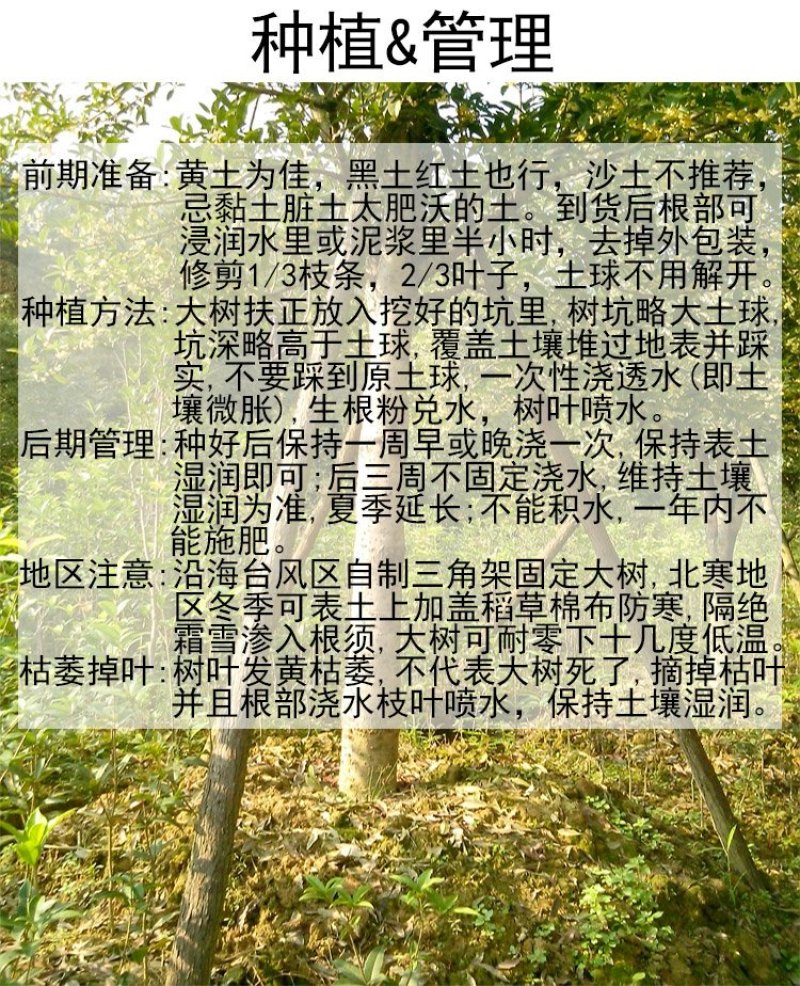 金桂桂花树大树庭院树绿化工程大型八月桂浓香型原生室外开花