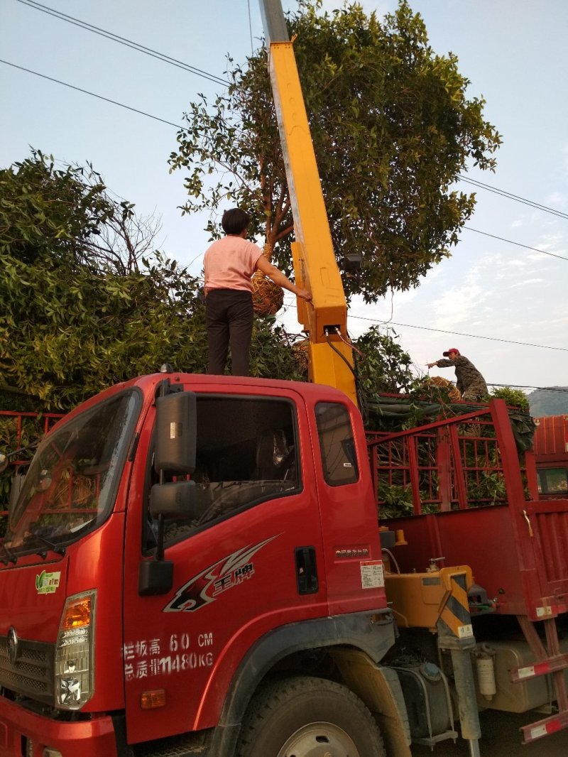 金桂桂花树大树庭院树绿化工程大型八月桂浓香型原生室外开花