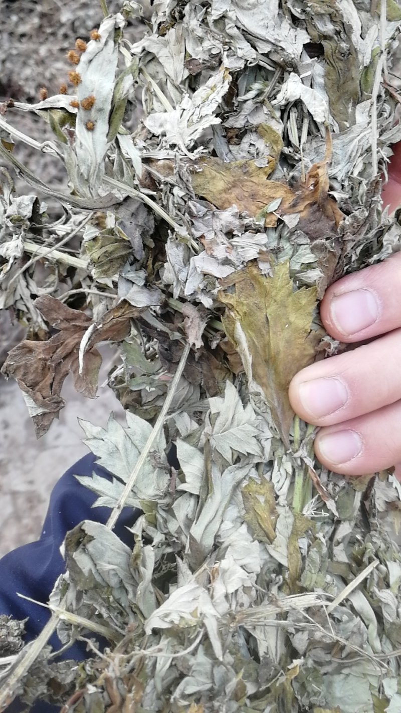 全颗艾包切段足浴包专用！