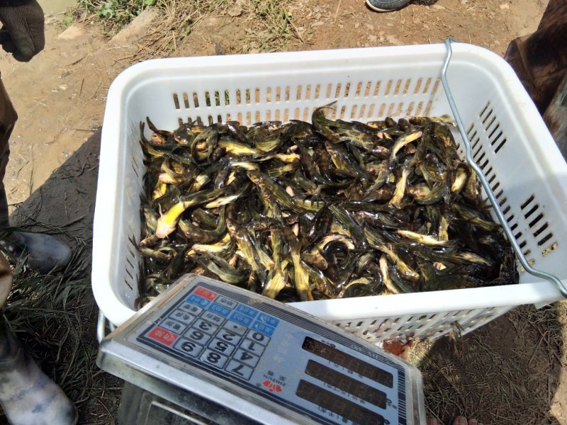 黄骨鱼/黄颡鱼规格苗“黄优一号杂交/黄辣丁/昂刺鱼苗