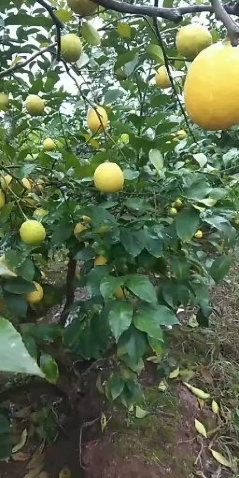 安岳尤力克黄柠檬产地直供，常年供应新鲜供应