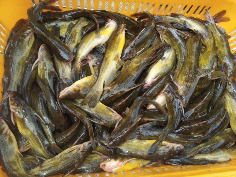 黄骨（黄颡）鱼规格苗“黄优一号”杂交苗