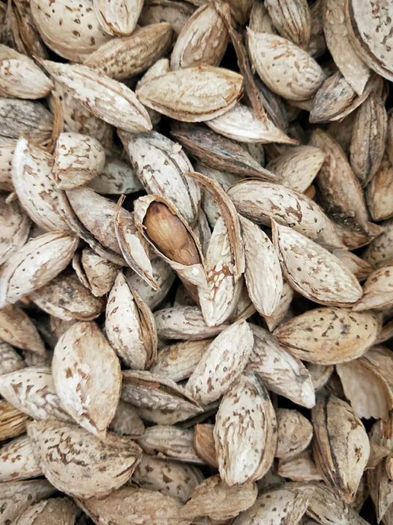 新疆巴旦木薄皮一件代发原产地直供巴旦木仁