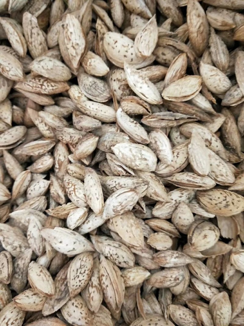 新疆巴旦木薄皮一件代发原产地直供巴旦木仁