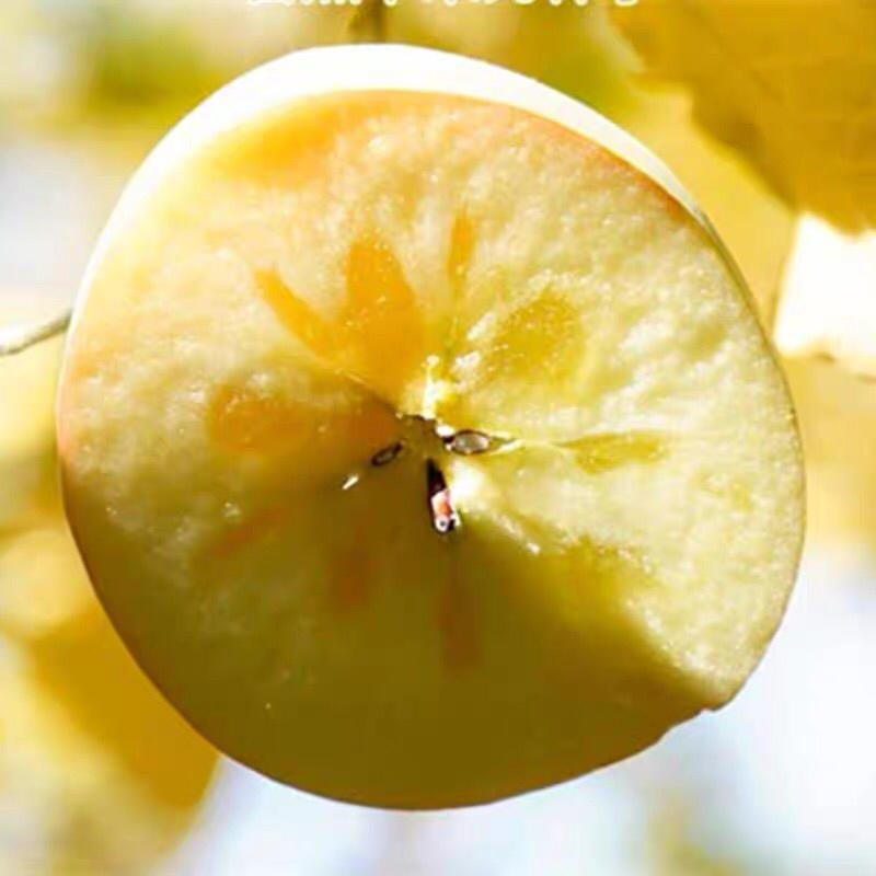 维纳斯黄金苹果苗优质嫁接苹果苗南北方种植品种保证