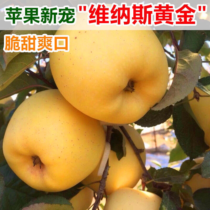 维纳斯黄金苹果苗优质嫁接苹果苗南北方种植品种保证