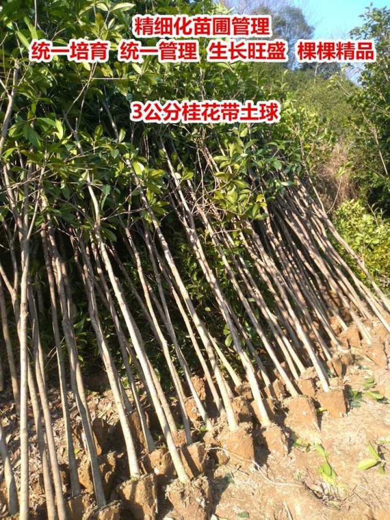 桂花树苗50颗棵金桂丹桂四季桂八月桂浓香型庭院盆栽桂花苗