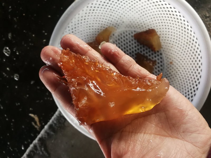 海蜇蛰头青蜇