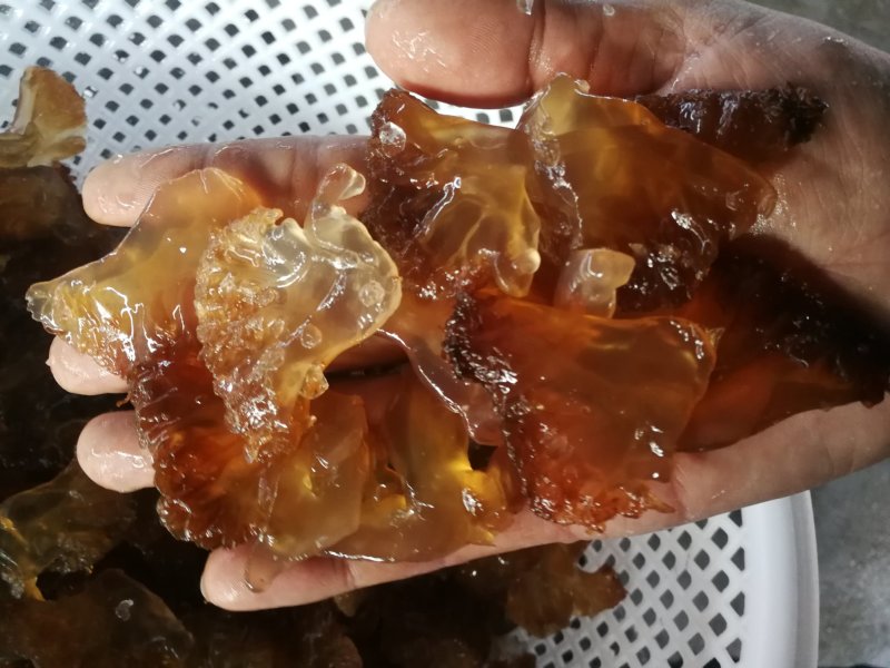 海蜇蛰头青蜇