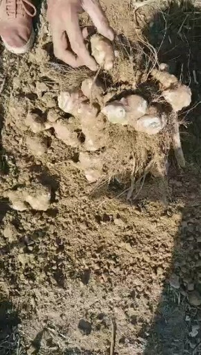 新鲜洋姜，有白洋姜，粉洋姜，红洋姜基地直供现挖现卖