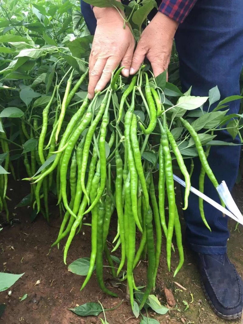 陕西精品二荆条辣椒，大量上市，20～35厘米微辣青