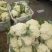 山东主产地新鲜菜花大量现货供应