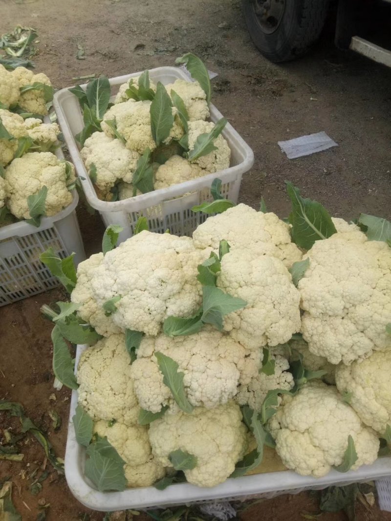 山东主产地新鲜菜花大量现货供应