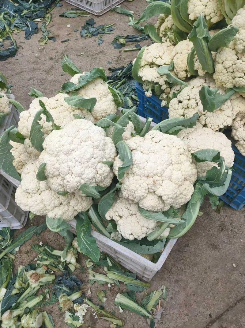 山东主产地新鲜菜花大量现货供应