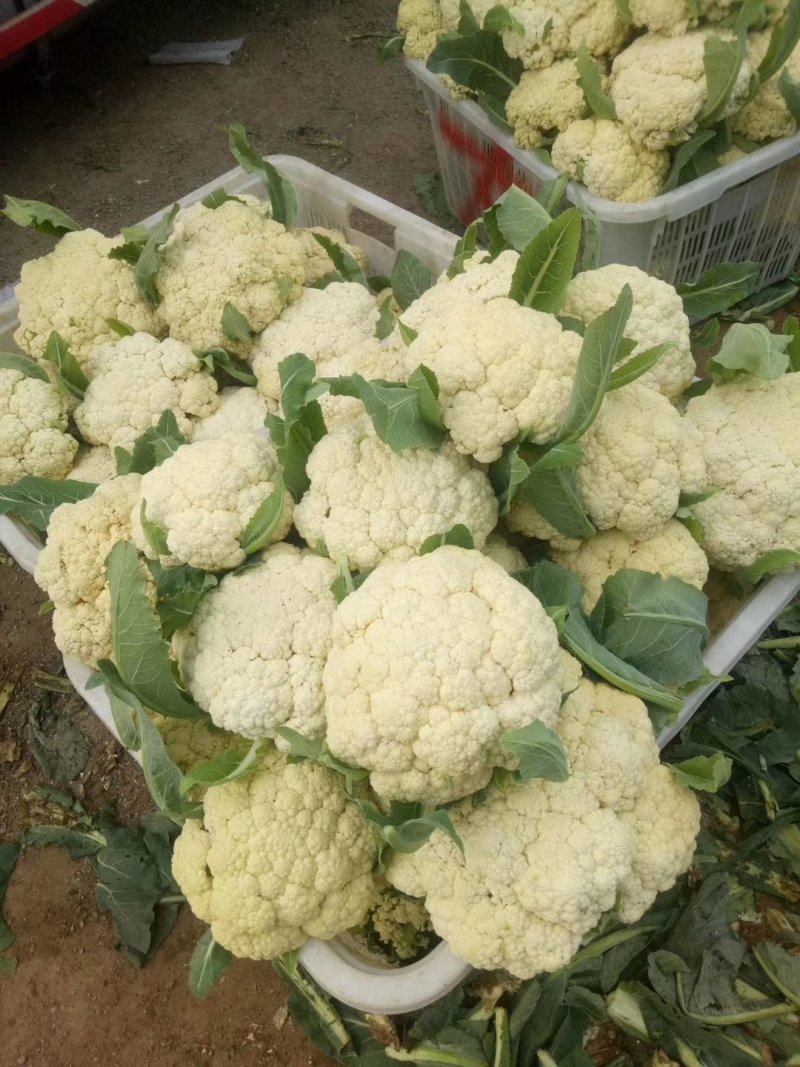 山东主产地新鲜菜花大量现货供应