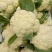 山东主产地新鲜菜花大量现货供应