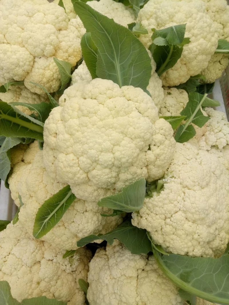 山东主产地新鲜菜花大量现货供应