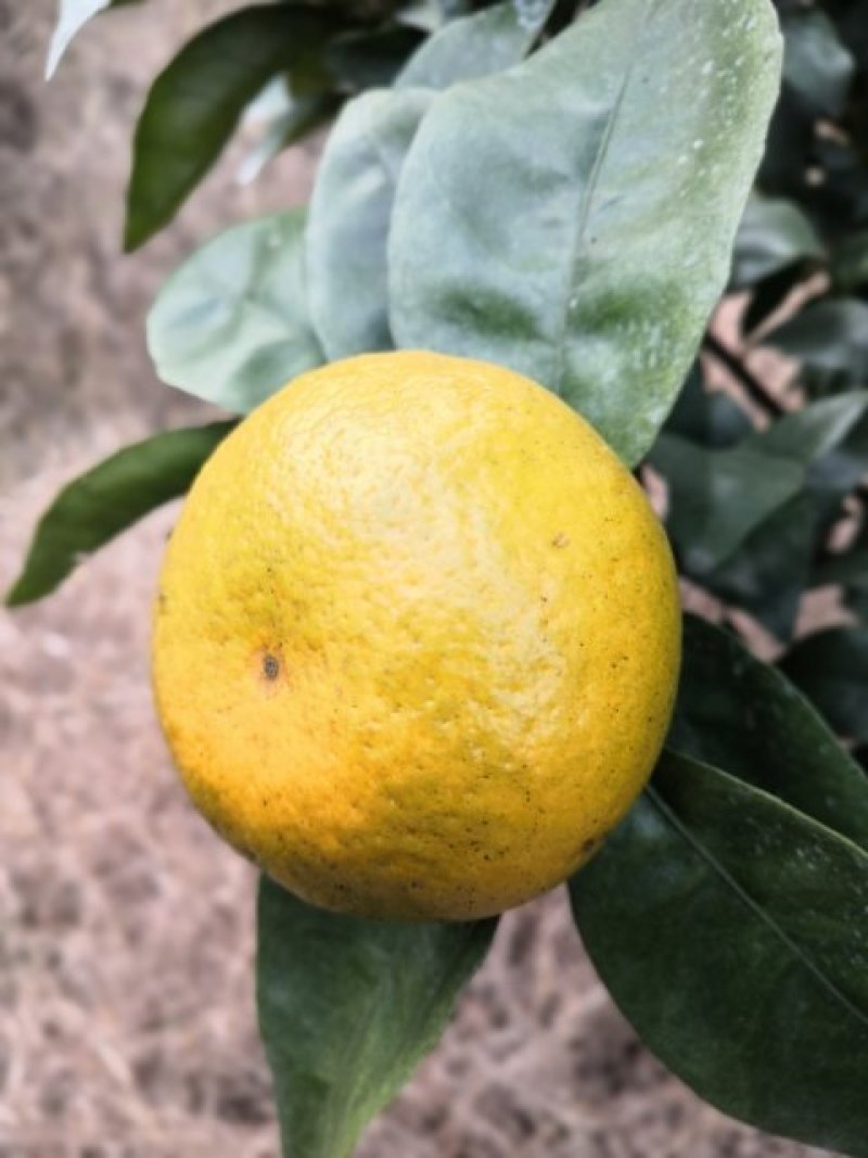 供应沃柑