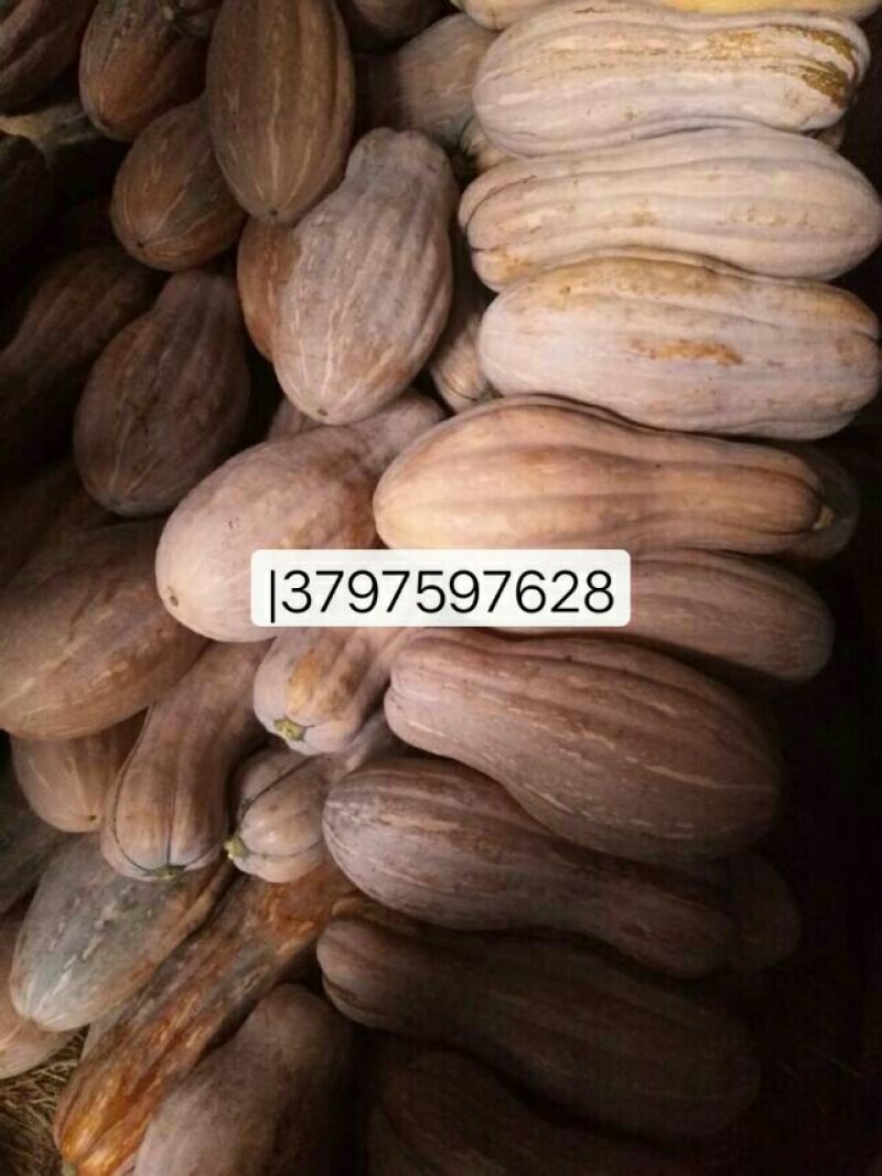 我处大量南瓜出售