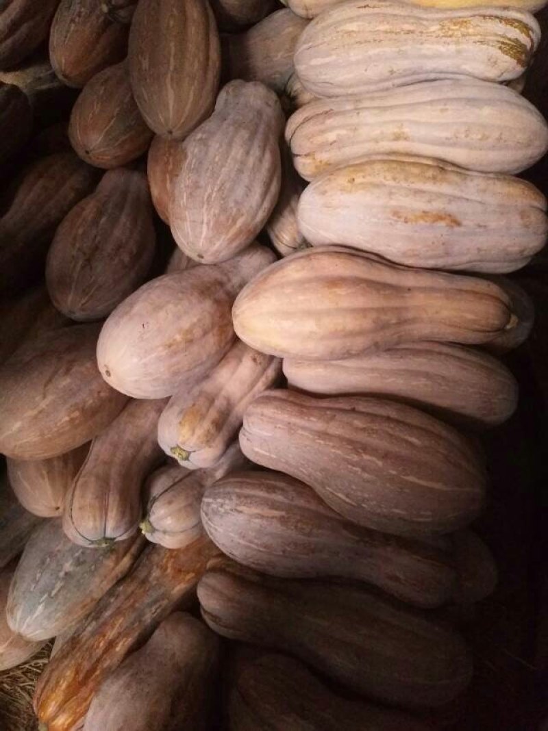 我处大量南瓜出售