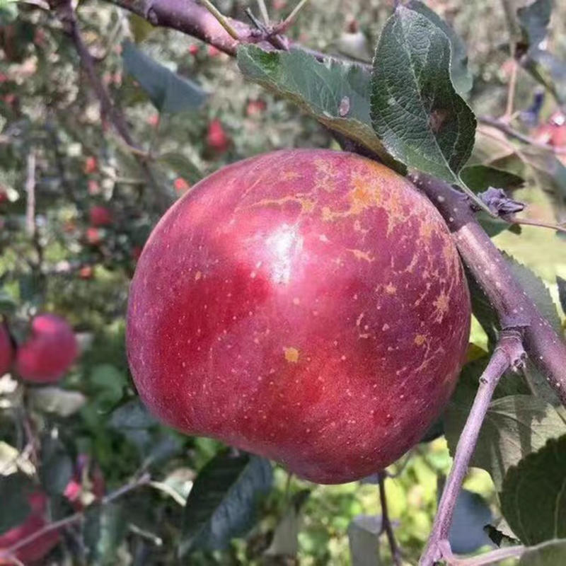 冰糖心丑苹果苗优质嫁接苹果苗南北方种植品种保证