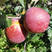 冰糖心丑苹果苗优质嫁接苹果苗南北方种植品种保证