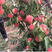 春雪桃树苗优质嫁接苗果大脆甜基地直供品种保证
