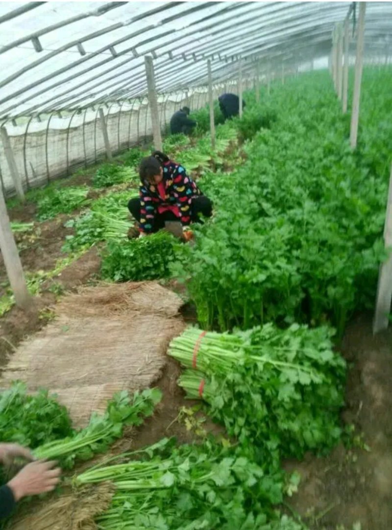 精品芹菜(小西芹)，颜色嫩绿，口感清脆基地直供，量大从优