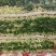 精品芹菜(小西芹)，颜色嫩绿，口感清脆基地直供，量大从优