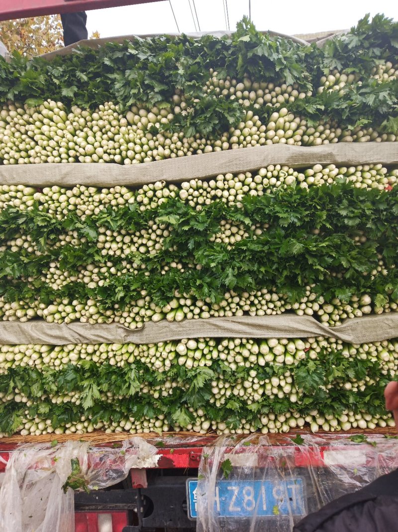 精品芹菜(小西芹)，颜色嫩绿，口感清脆基地直供，量大从优