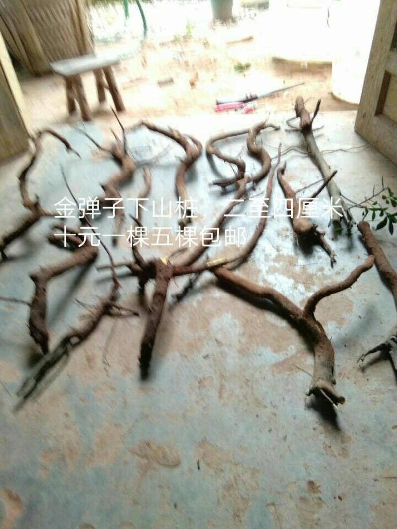 金弹子下山桩
