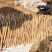 九斤黄山药2~3厘米二级通货30~40厘米