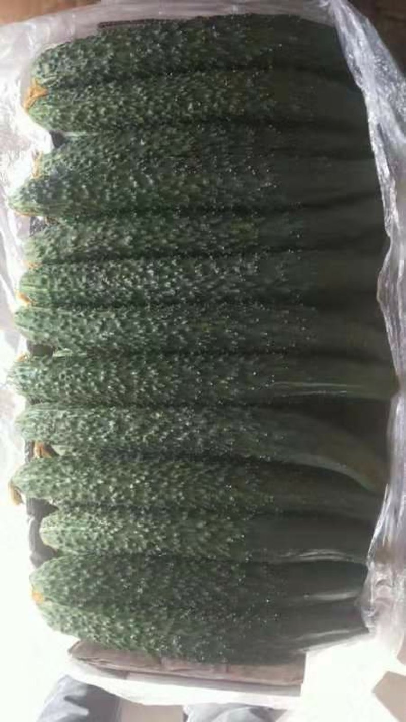 黄瓜