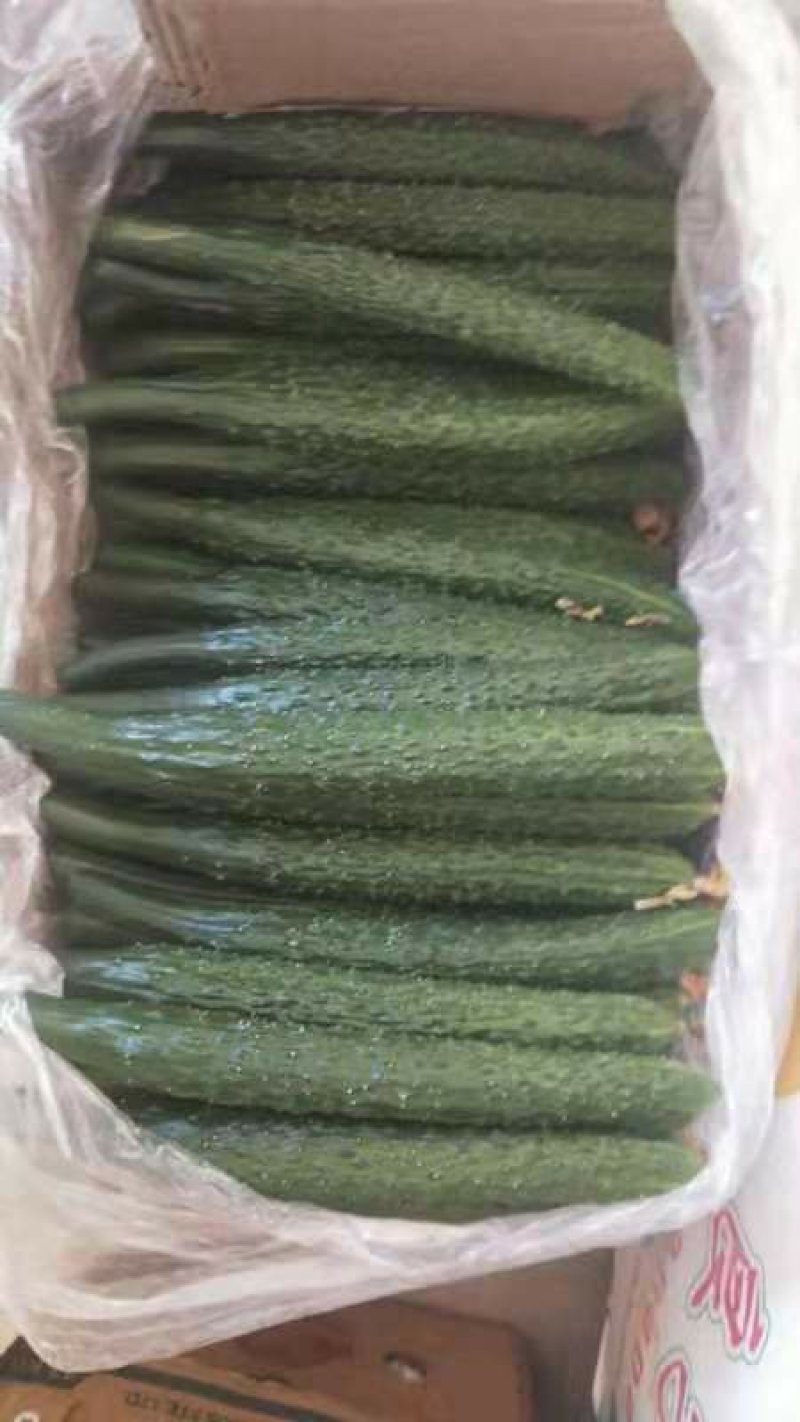黄瓜