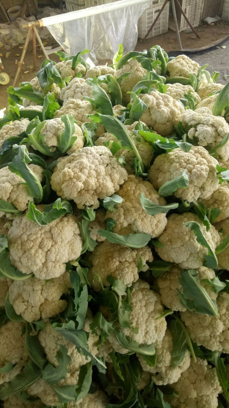 有机花，青梗小米花，今天大量上市中！