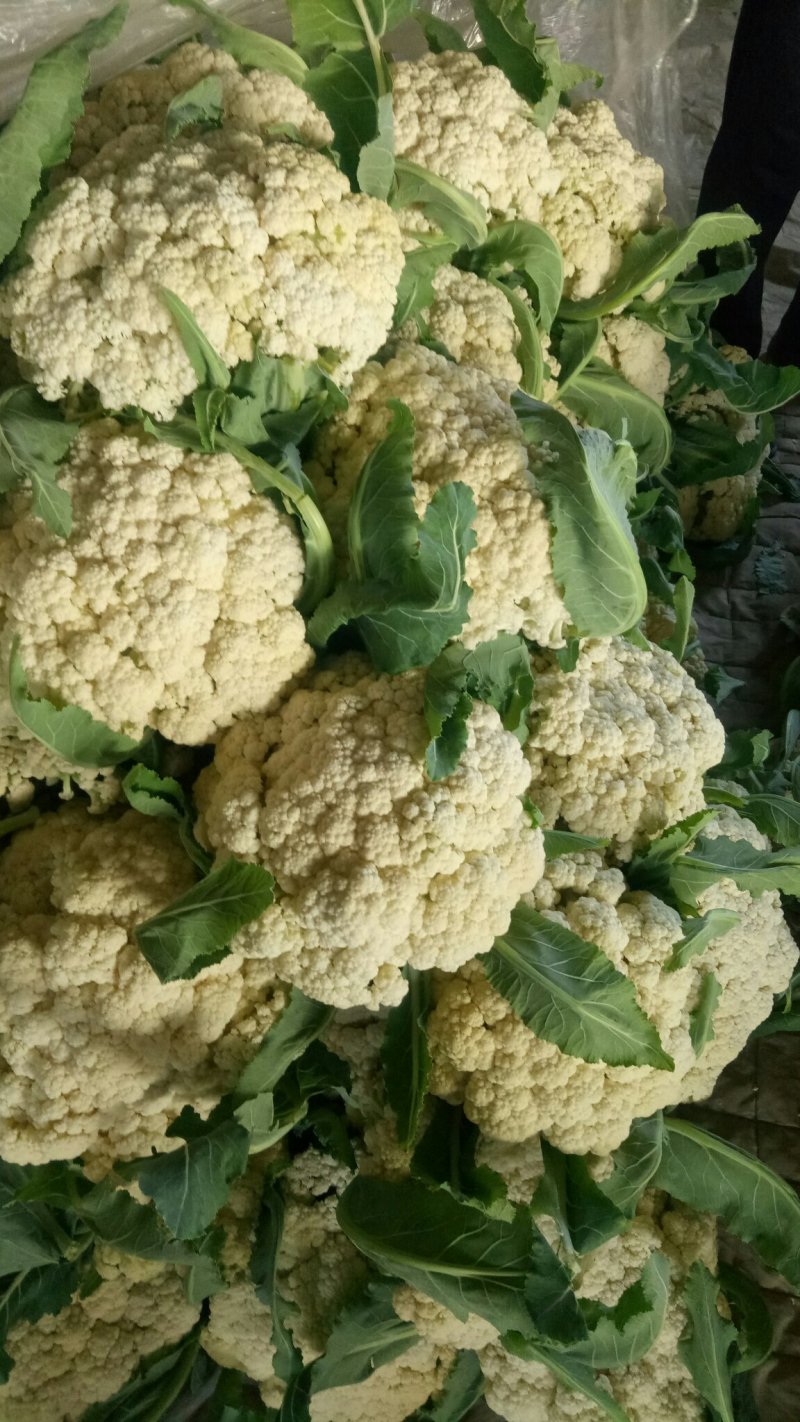 有机花，青梗小米花，今天大量上市中！