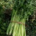 优质芹菜大量上市中！大量有货！需要的客户速联系我！