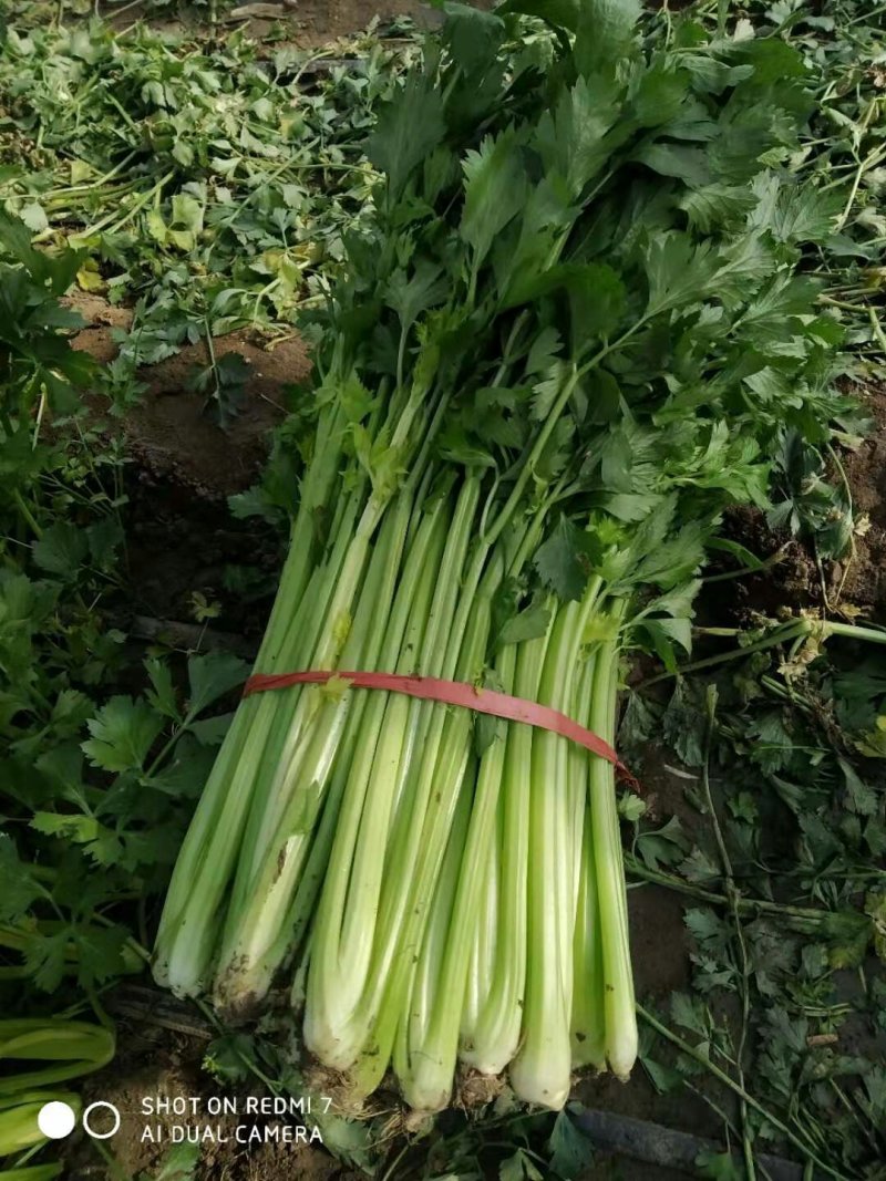 优质芹菜大量上市中！大量有货！需要的客户速联系我！