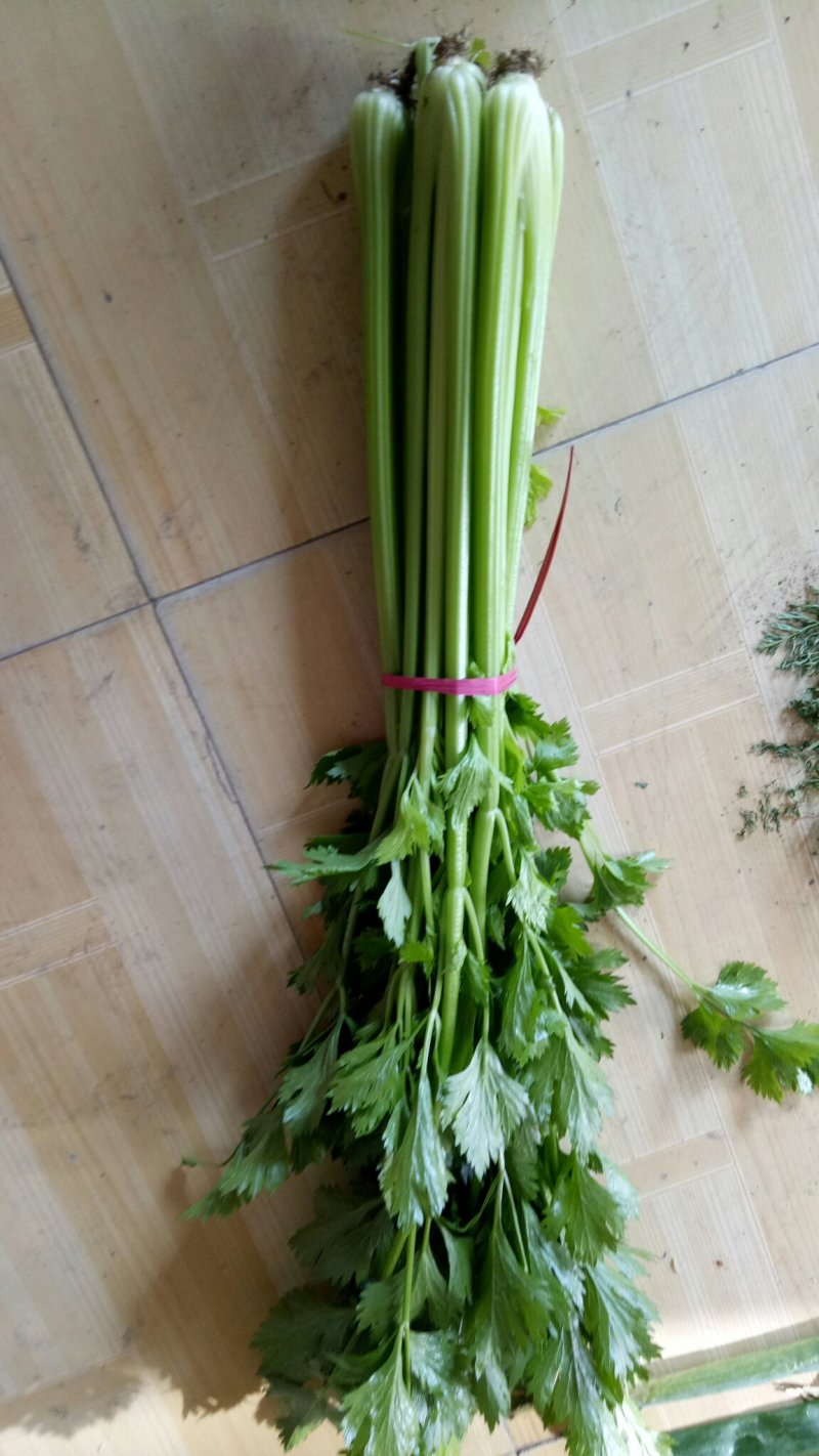 优质芹菜大量上市中！大量有货！需要的客户速联系我！