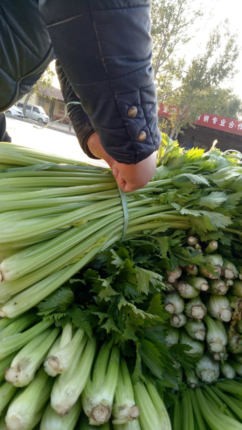 优质芹菜大量上市中！大量有货！需要的客户速联系我！