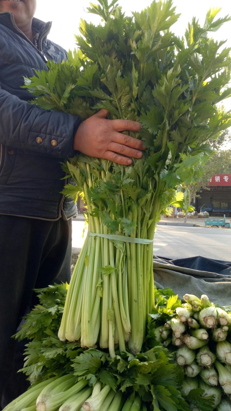 优质芹菜大量上市中！大量有货！需要的客户速联系我！