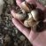 香螺，红香螺规格齐全，价格美丽，鲜活发货