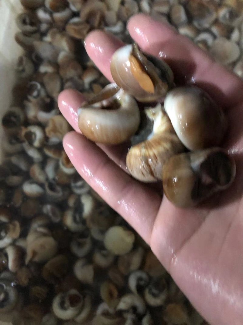 香螺，红香螺规格齐全，价格美丽，鲜活发货