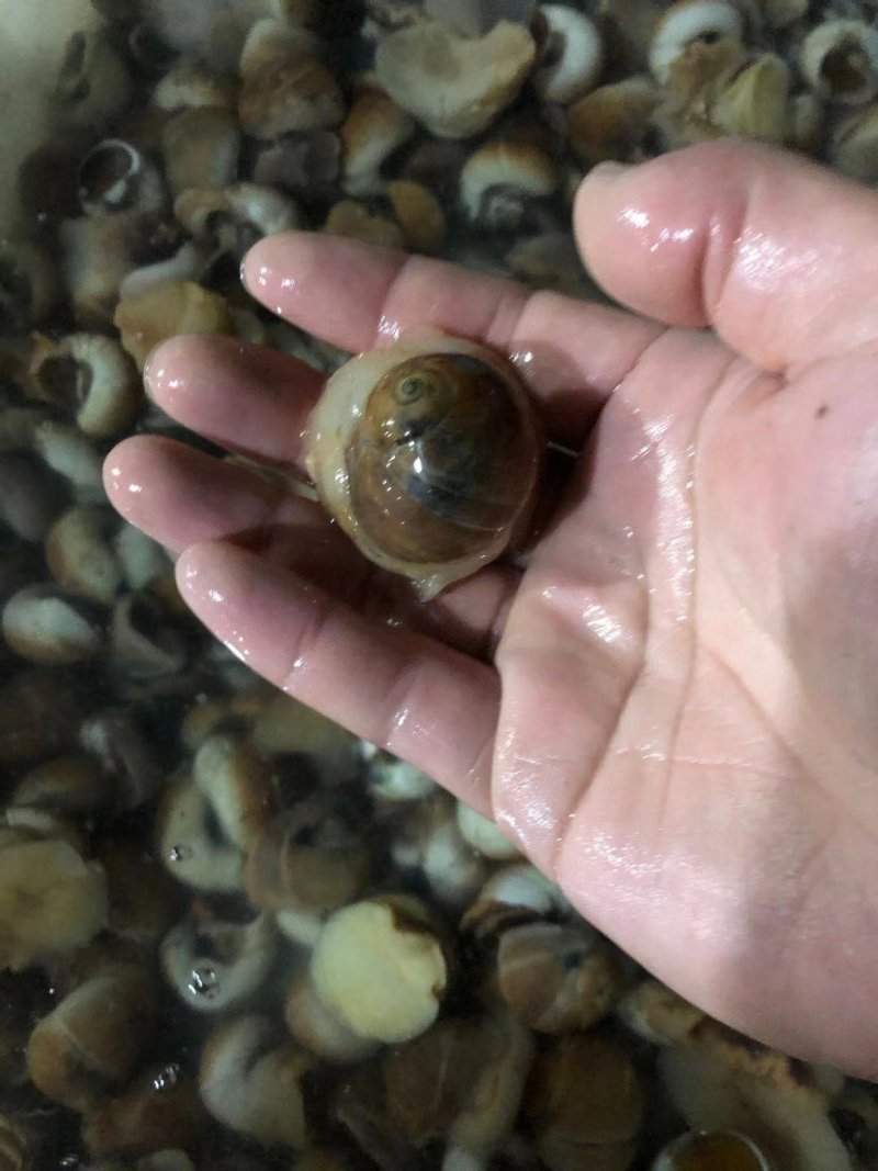 香螺，红香螺规格齐全，价格美丽，鲜活发货